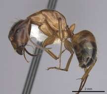 Image of Camponotus sansabeanus (Buckley 1866)