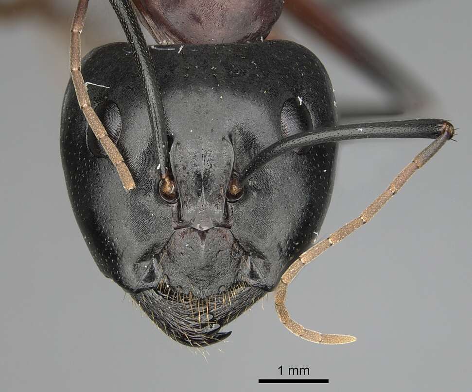 Image of Camponotus ocreatus Emery 1893