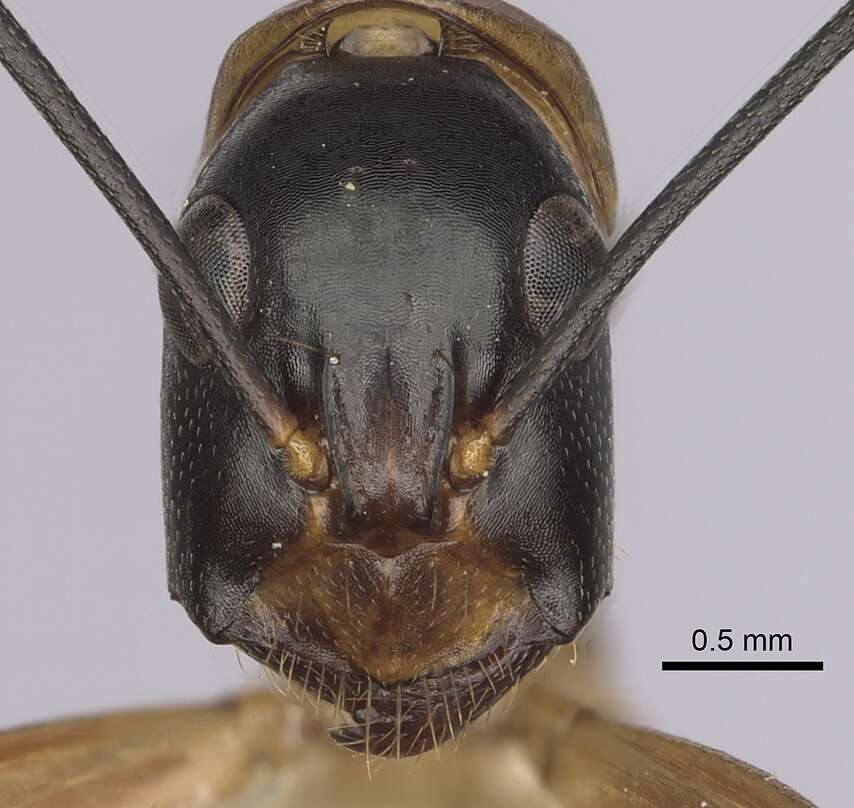 Plancia ëd Camponotus ocreatus Emery 1893