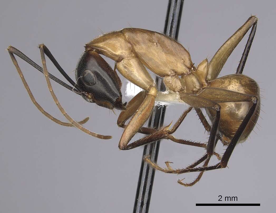 Plancia ëd Camponotus ocreatus Emery 1893