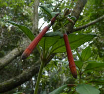 Image of Volcan's fuchsia