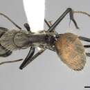 Plancia ëd Camponotus rapax (Fabricius 1804)