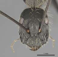 Image of Camponotus rapax (Fabricius 1804)