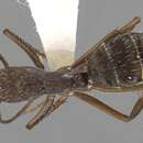 Image of Camponotus coruscus (Smith 1862)