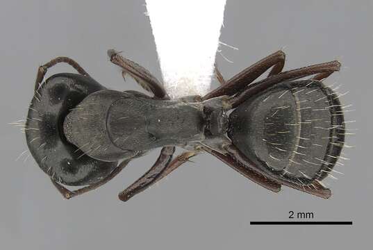 Слика од Camponotus punctulatus Mayr 1868