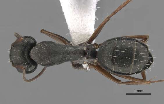 Слика од Camponotus punctulatus Mayr 1868