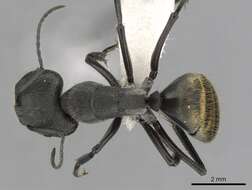 Image of Camponotus chilensis (Spinola 1851)