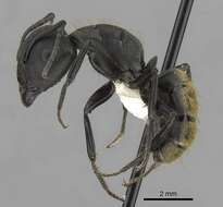 Image of Camponotus chilensis (Spinola 1851)