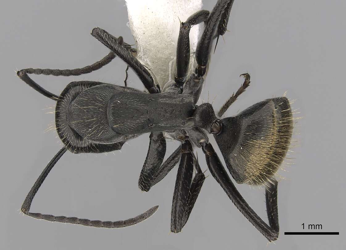 Image of Camponotus chilensis (Spinola 1851)