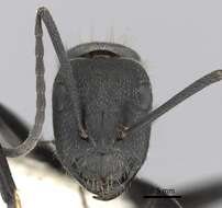 Image of Camponotus chilensis (Spinola 1851)