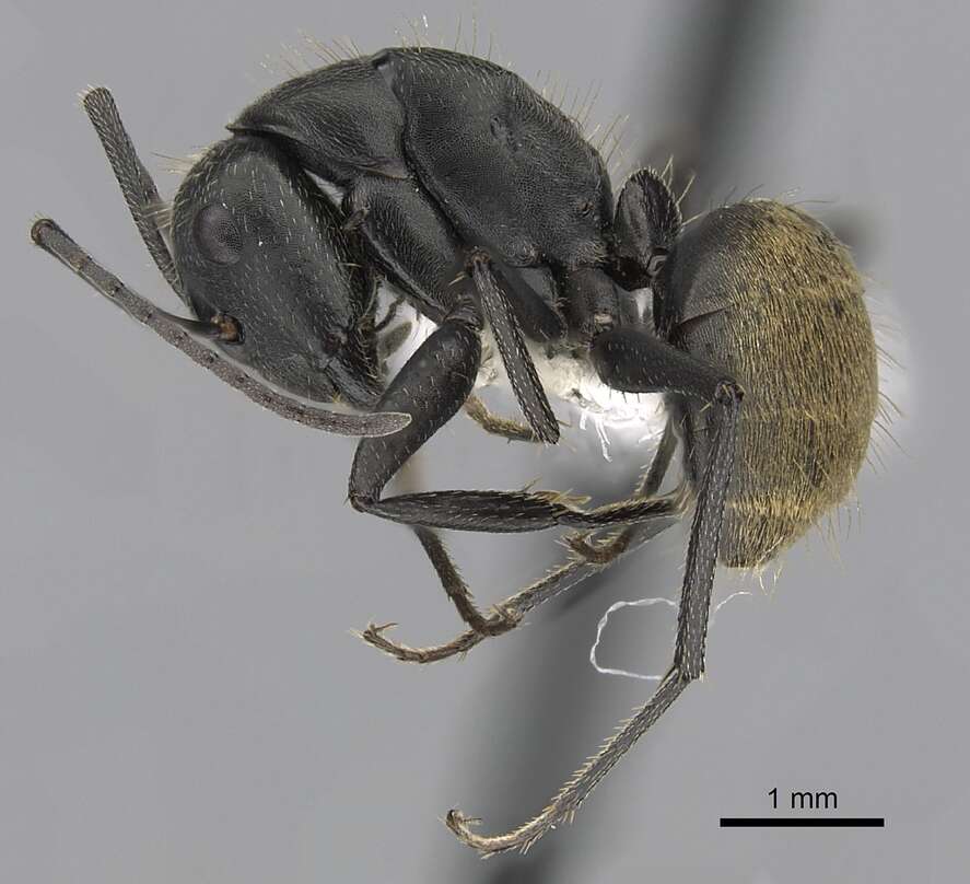 Image of Camponotus chilensis (Spinola 1851)