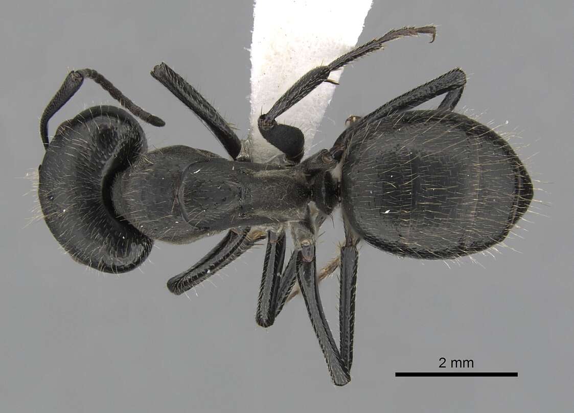 Image of Camponotus distinguendus (Spinola 1851)