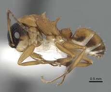 Image of Camponotus heathi Mann 1916