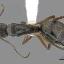 Image de Camponotus salvini Forel 1899