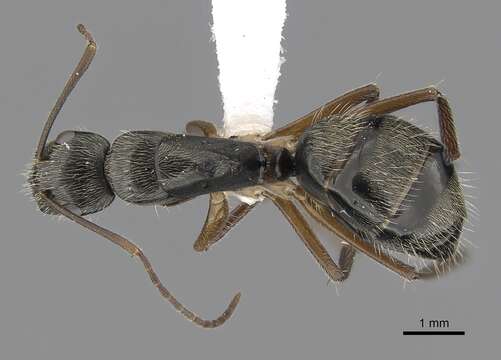 Image de Camponotus salvini Forel 1899