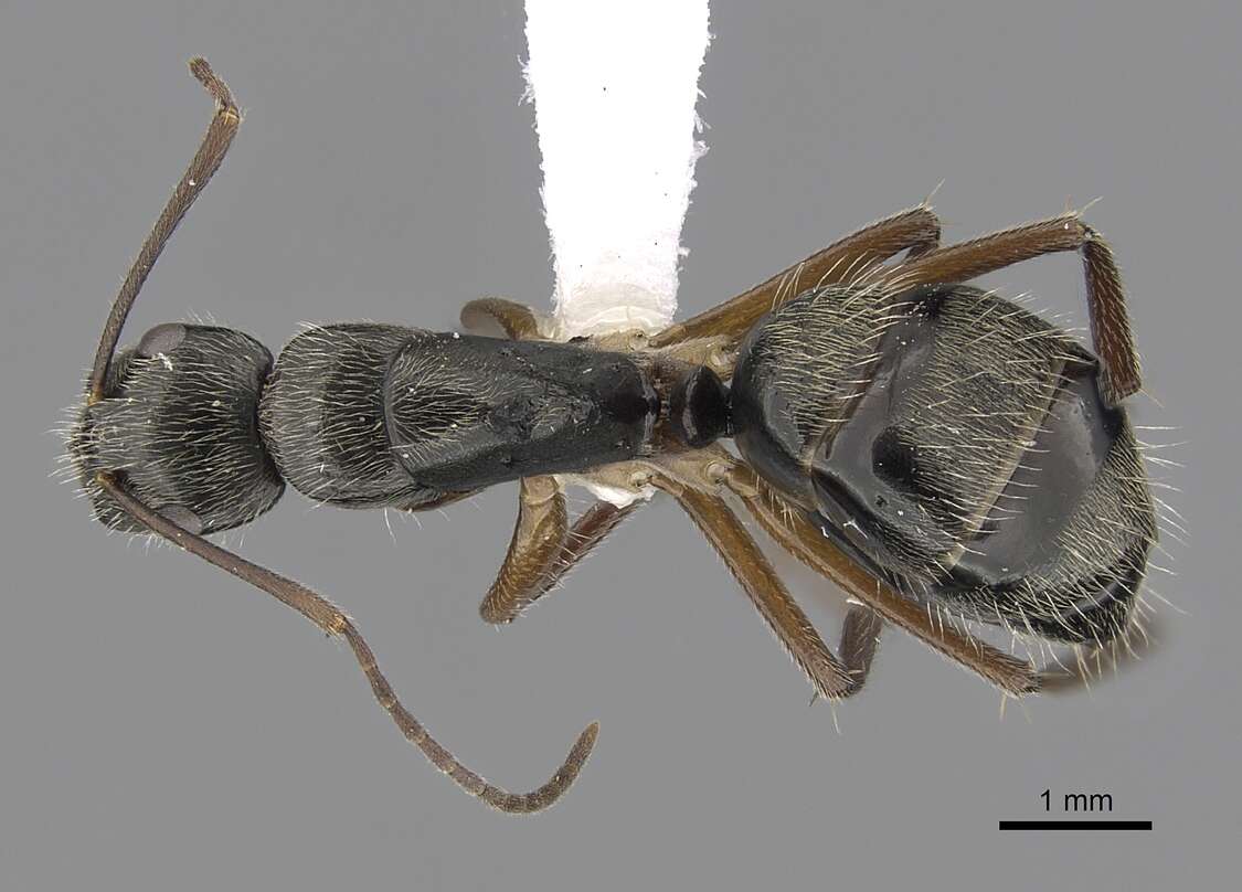 Image of Camponotus salvini Forel 1899