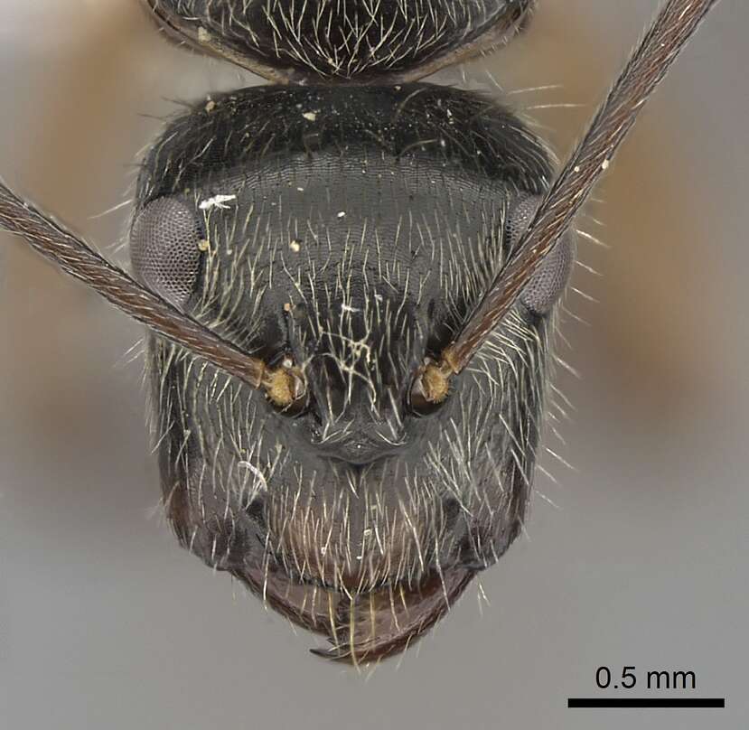 Image of Camponotus salvini Forel 1899