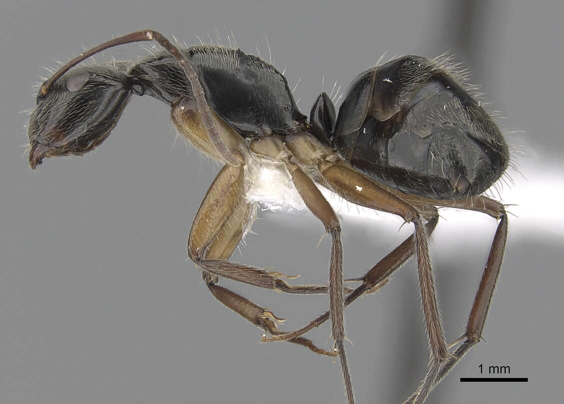 Image of Camponotus salvini Forel 1899