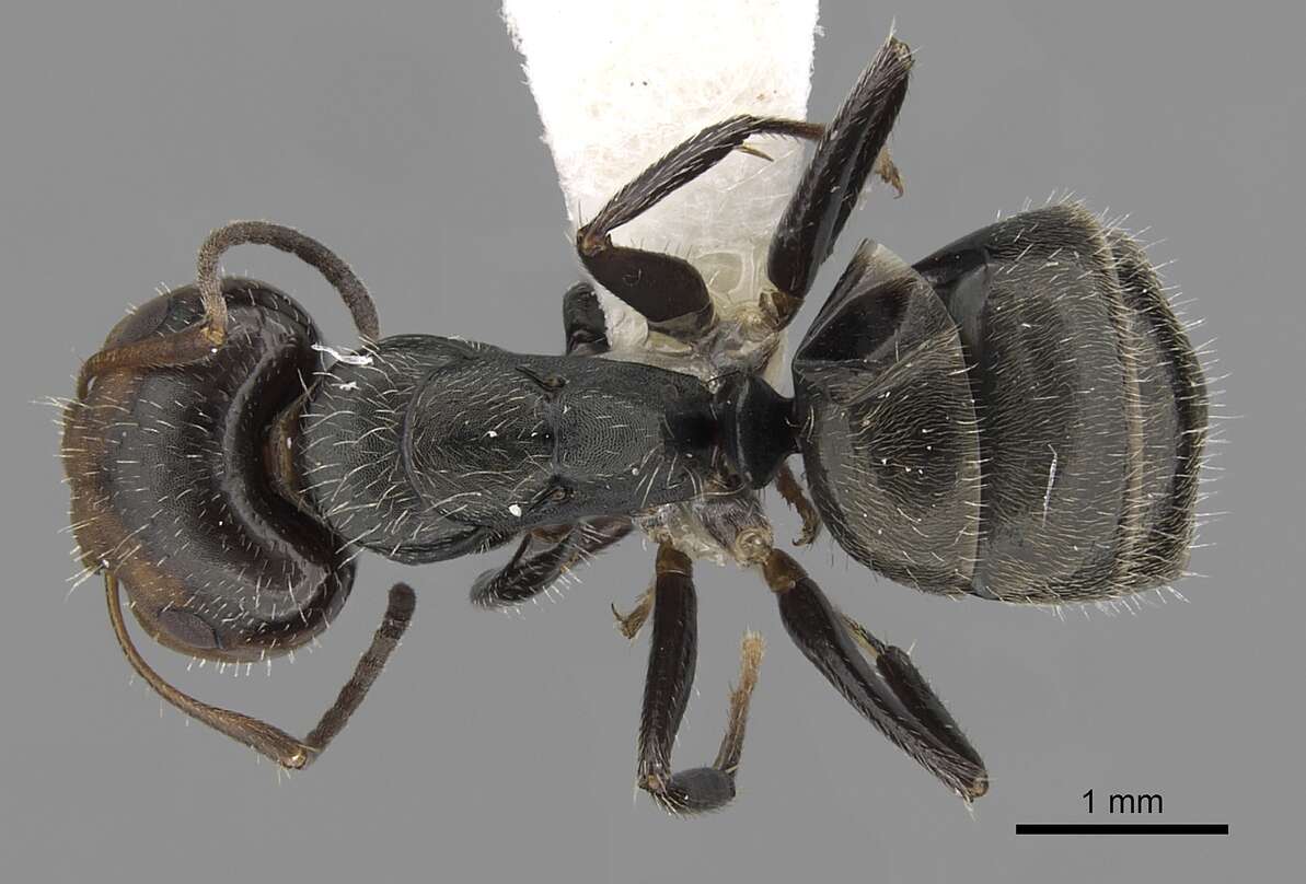 Image of Camponotus cuneidorsus Emery 1920