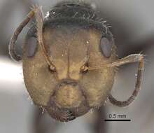 Image of Camponotus cuneidorsus Emery 1920