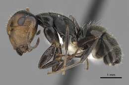 Image of Camponotus cuneidorsus Emery 1920