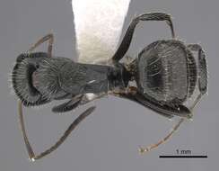 Image of Camponotus cuneidorsus Emery 1920