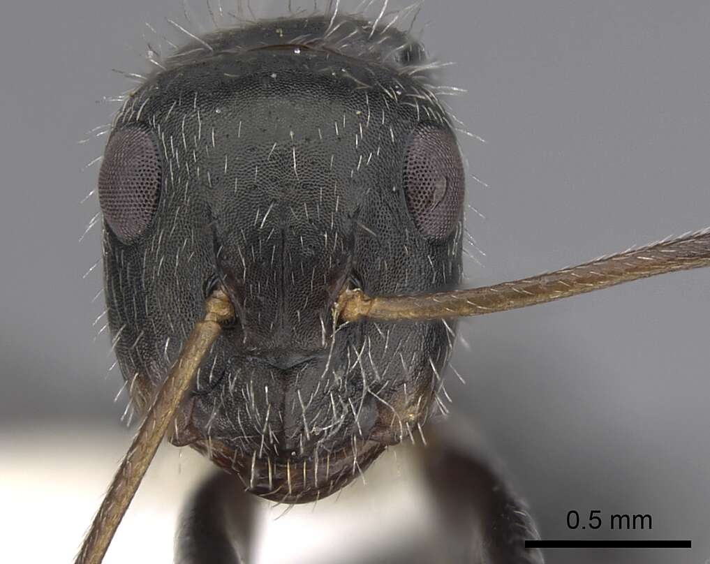 Image of Camponotus cuneidorsus Emery 1920