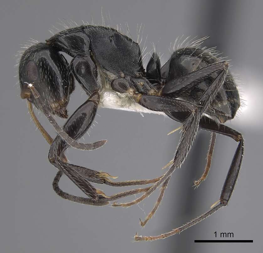 Image of Camponotus cuneidorsus Emery 1920