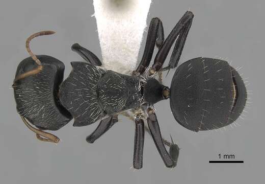 Image of Camponotus augustei Wheeler & Mann 1914