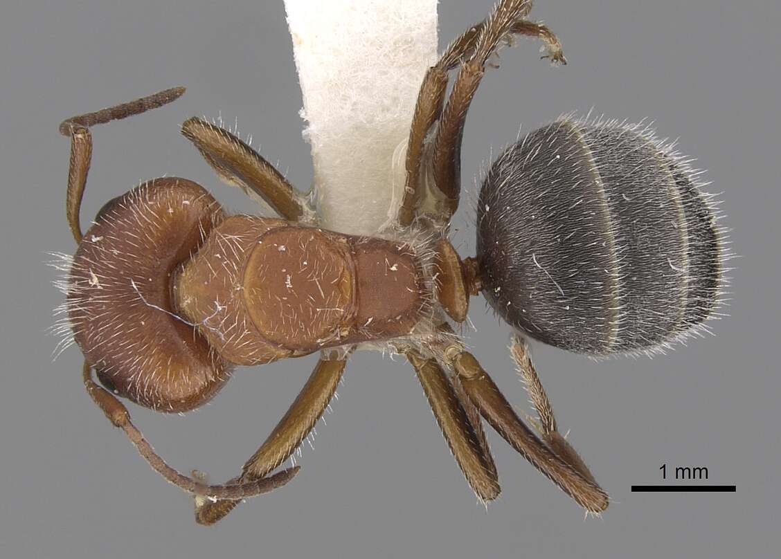 Plancia ëd Camponotus planatus Roger 1863