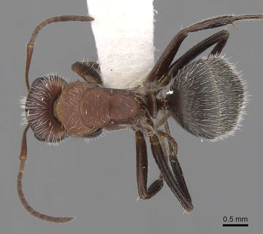 Plancia ëd Camponotus planatus Roger 1863