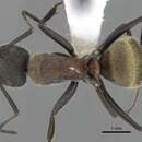 Image of Camponotus rubrithorax Forel 1899