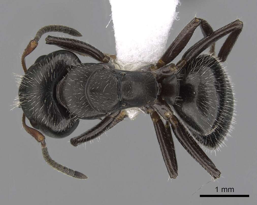 Слика од Camponotus abscisus Roger 1863