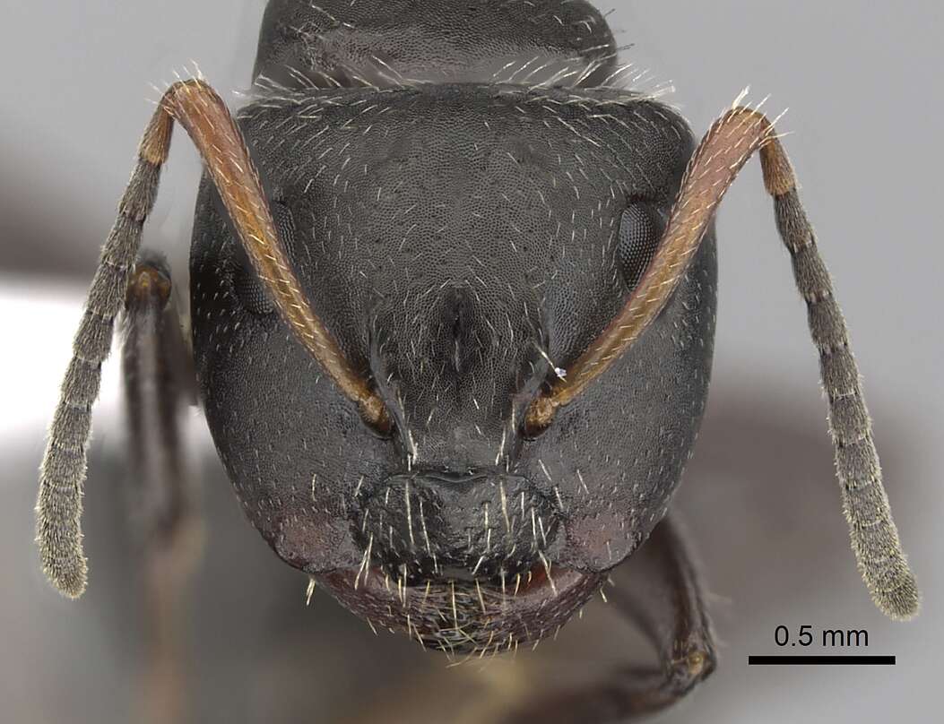 Image of Camponotus abscisus Roger 1863