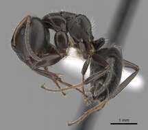 Image de Camponotus abscisus Roger 1863