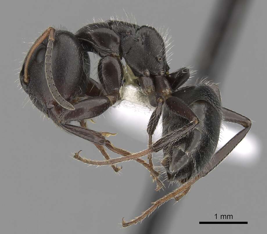 Слика од Camponotus abscisus Roger 1863