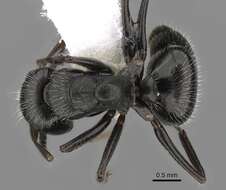 Слика од Camponotus abscisus Roger 1863