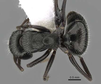 Image of Camponotus abscisus Roger 1863