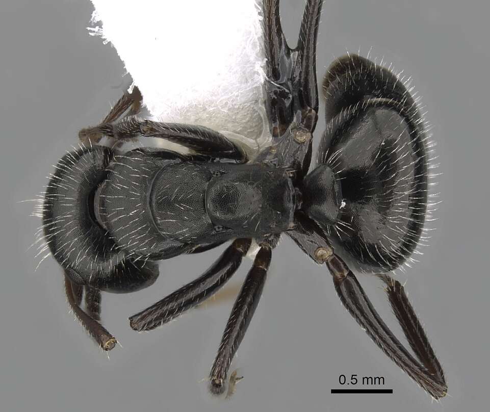 Image de Camponotus abscisus Roger 1863