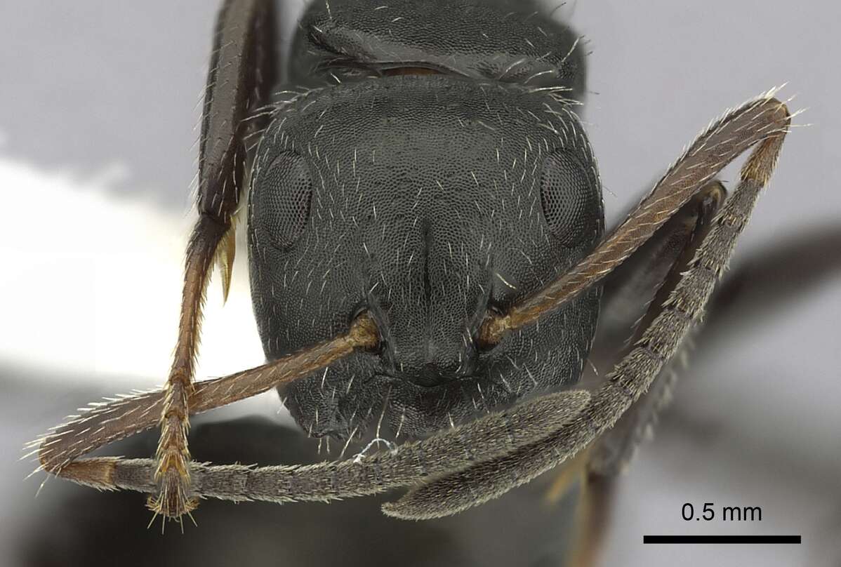 Image de Camponotus abscisus Roger 1863