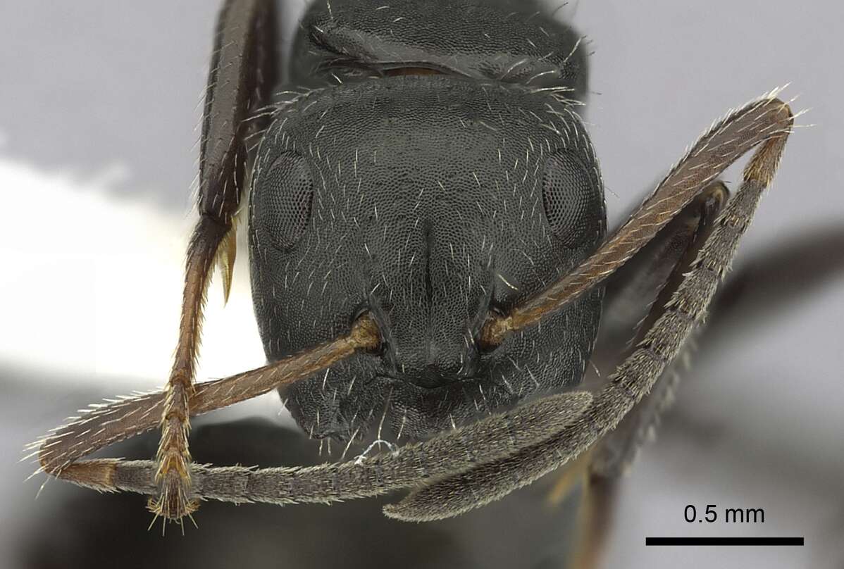 Слика од Camponotus abscisus Roger 1863