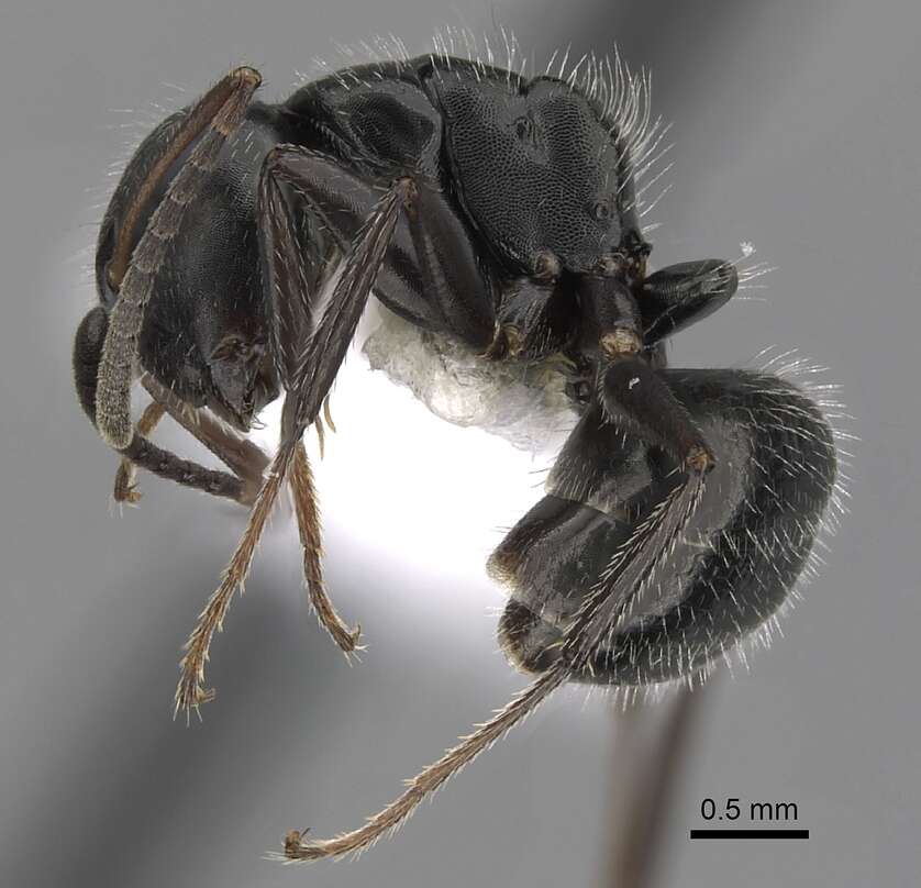 Image de Camponotus abscisus Roger 1863