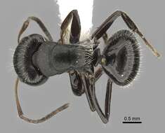 Image of Camponotus excisus Mayr 1870