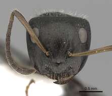 Image of Camponotus excisus Mayr 1870