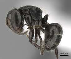 Image of Camponotus excisus Mayr 1870