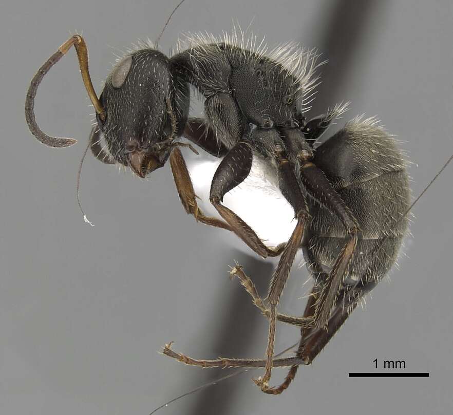 Plancia ëd Camponotus brettesi Forel 1899