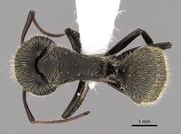 Image de Camponotus mus Roger 1863