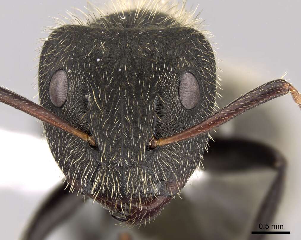 Image de Camponotus mus Roger 1863