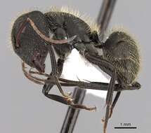 Image de Camponotus mus Roger 1863