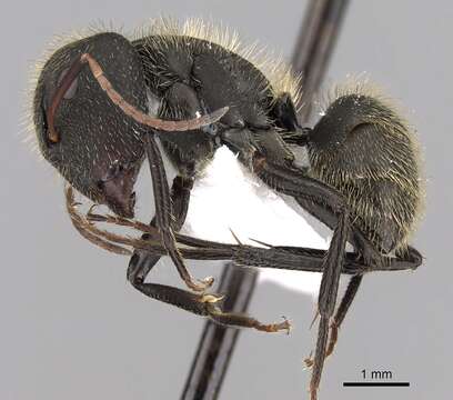 Image of Camponotus mus Roger 1863